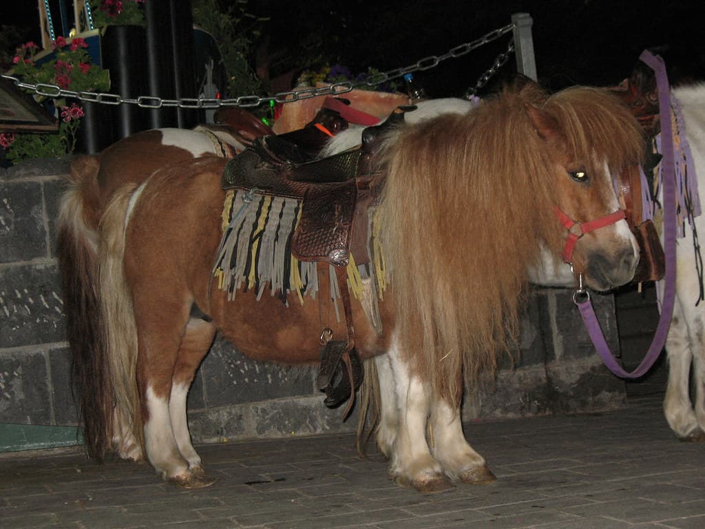 פארק ברקו