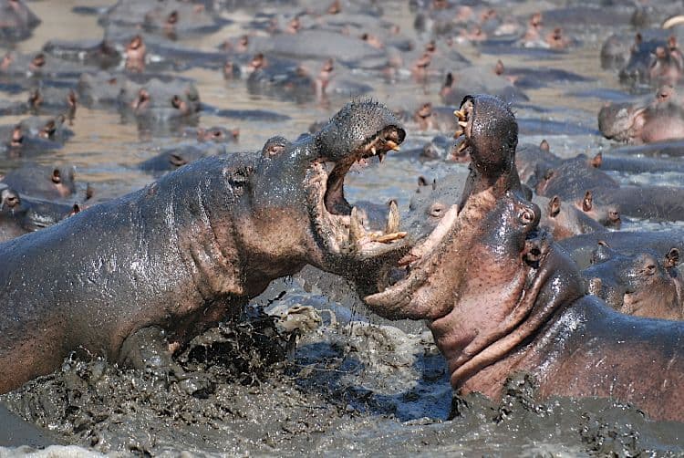 פארק קטאבי
