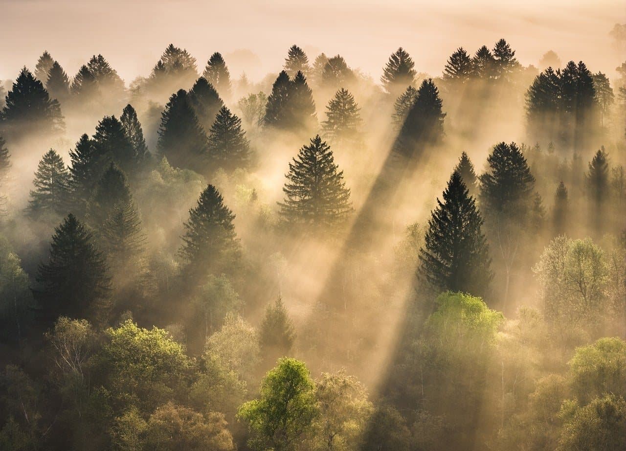 יער הסוללים