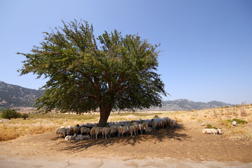 ניקורצמינדה