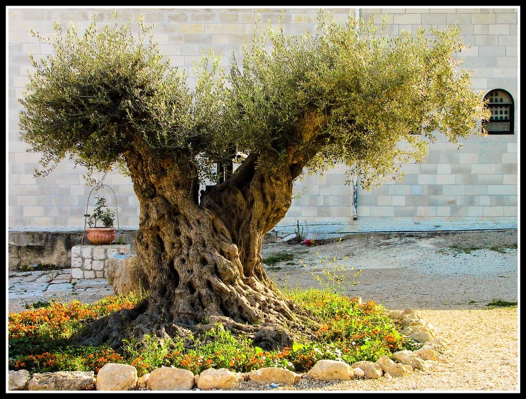 מנזר בית ג׳מאל