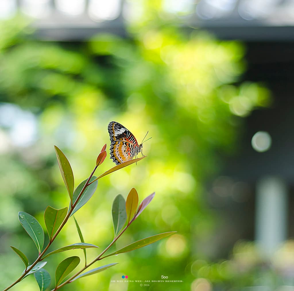 פנאנג BUTTERFLY FARM