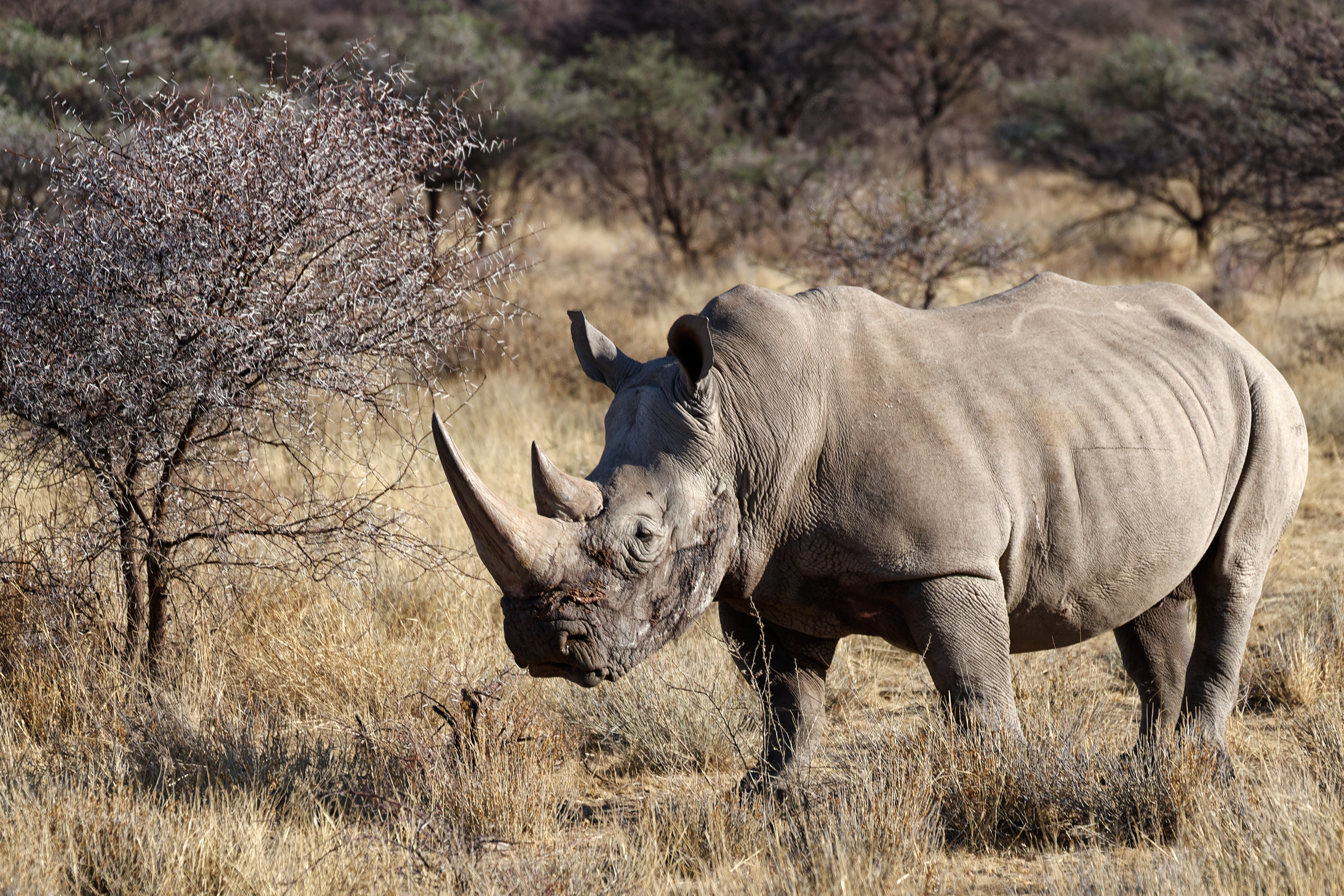 עיר האבן (הר אוגוסטוס)
