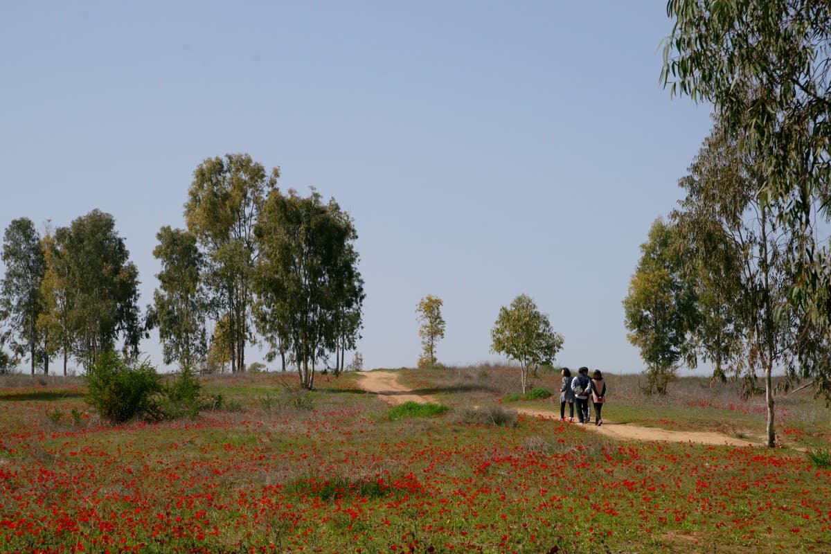 יער שוקדה