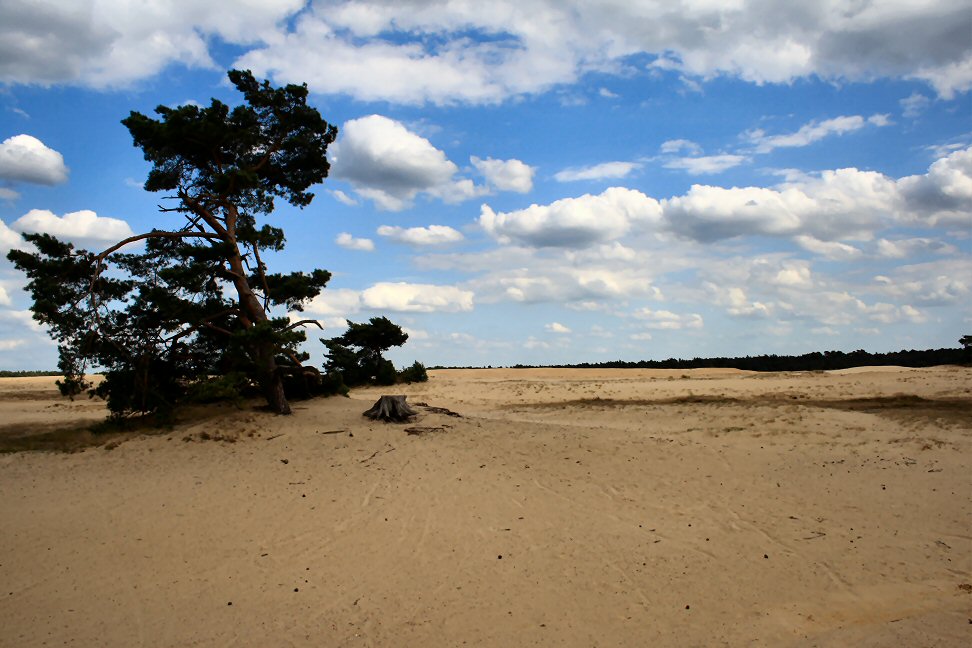 הפארק הלאומי דה הוכה פלוחה (De Hoge Veluwe)