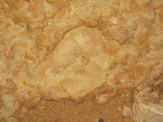 קיר האמוניטים
